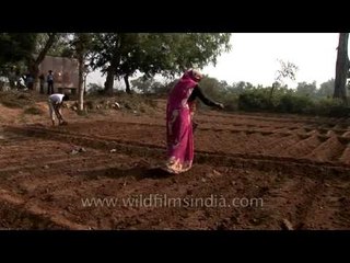 Seed broadcasting or planting in Uttar Pradesh