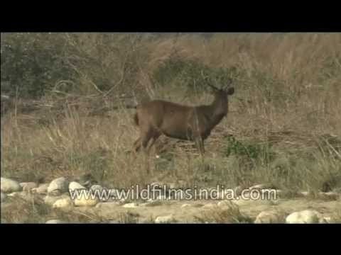 Sambhar deer in Corbett Park
