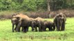 Protective herd of elephants