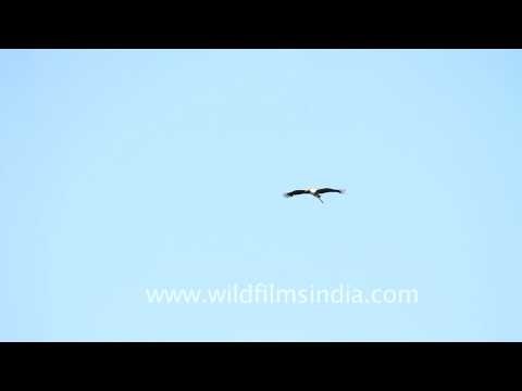 Painted Stork- Bharatpur Bird Sanctuary