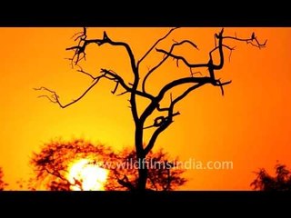 Sunset at Bharatpur Bird Sanctuary