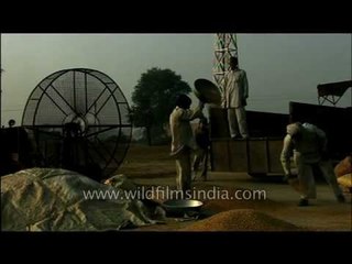 Wheat husking in a Punjab farm