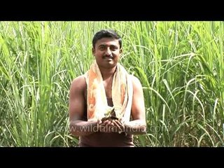For the love of farming - Farmer holds plant sapling in his hands, Karnataka