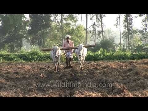 Traditional ploughing of paddy field with help of bulls in Karnataka