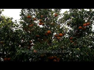 Kinno citrus growing in Punjab