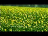 Blooming mustard flowers in a field in Abohar, Punjab