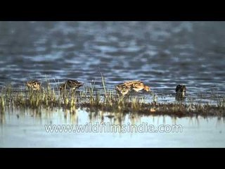 Enthralling aquatic life at Sariska