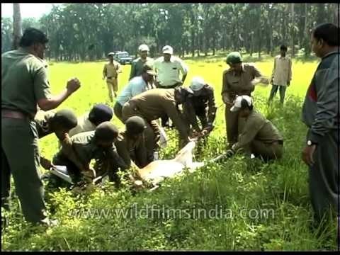 Injured deer being rescued by forest department staff