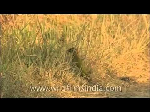 Birds of Corbett National Park by river Ramganga