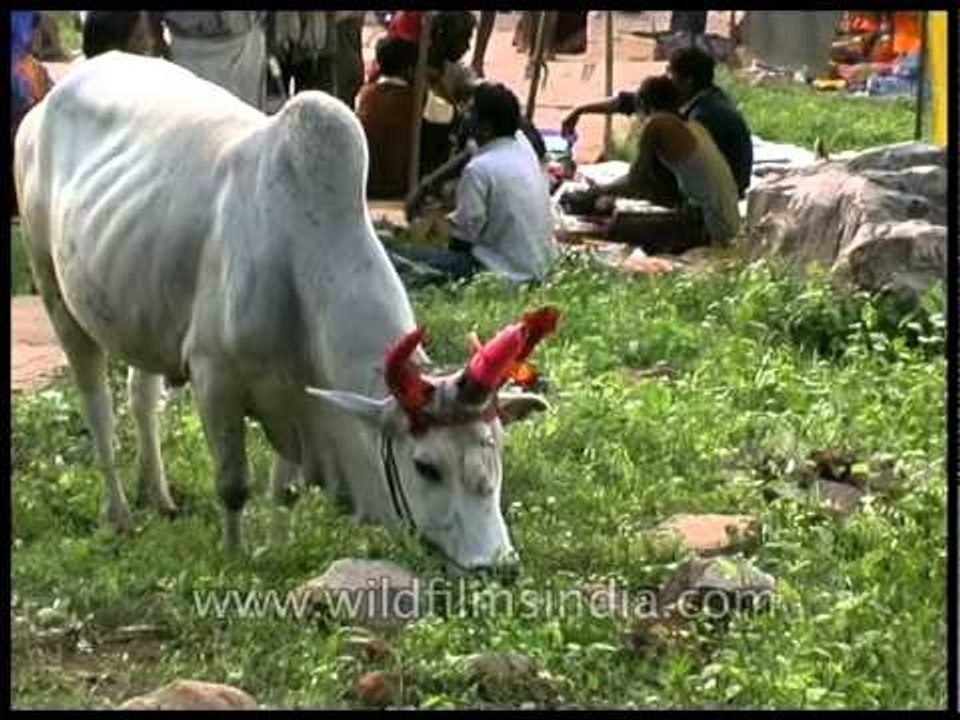 Weird three horned cow!