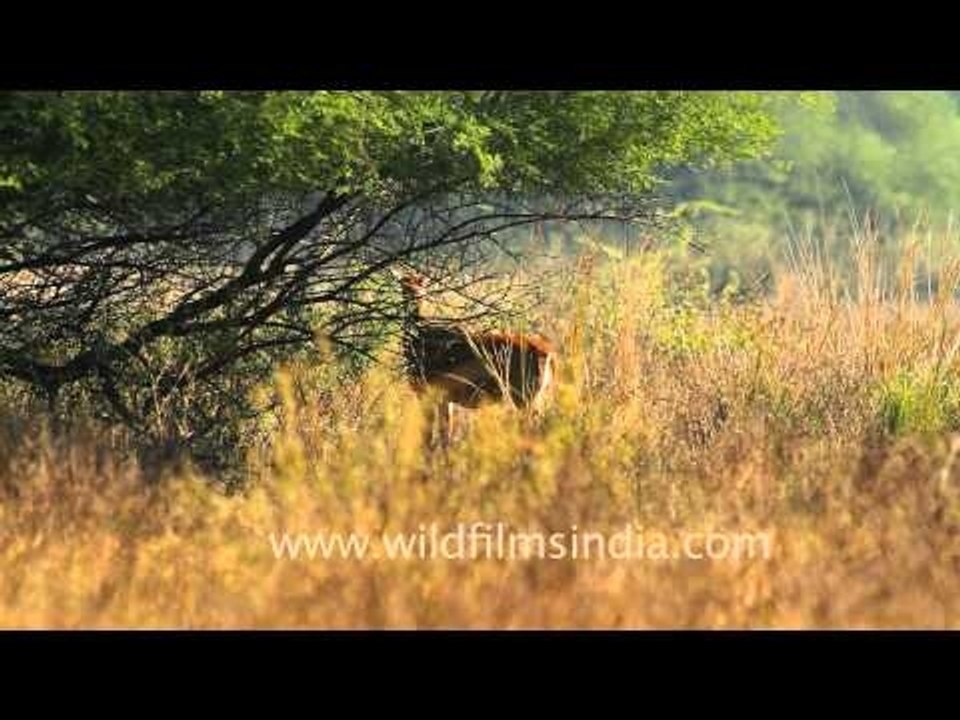 Chital deer or Axis deer