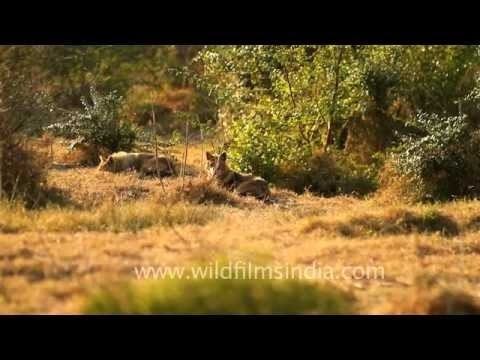 Jackal couple in Bharatpur Bird Sanctuary, Rajasthan