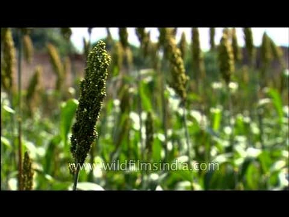 Agriculture barelly 2