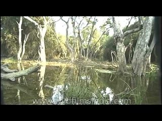 Dudhwa National Park in Terai belt: among most endangered ecosystems