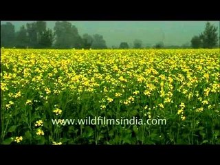 Mustard field in Abohar, Punjab