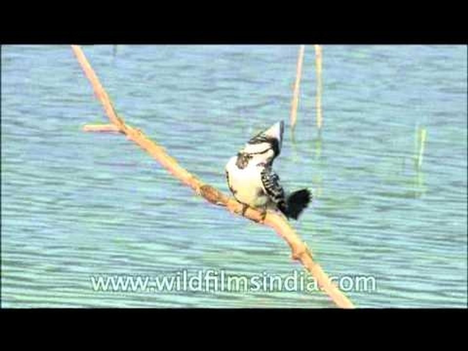 Pied Kingfishers or White breasted Kingfishers