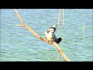 Pied Kingfishers or White breasted Kingfishers