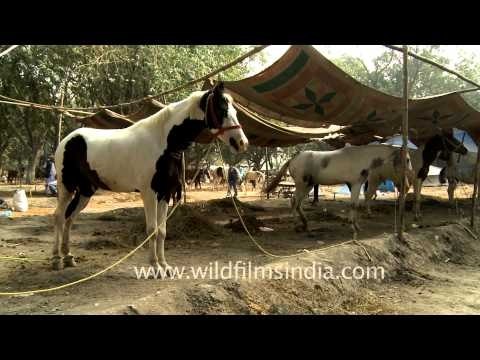 Horse market at Sonepur cattle fair in Bihar
