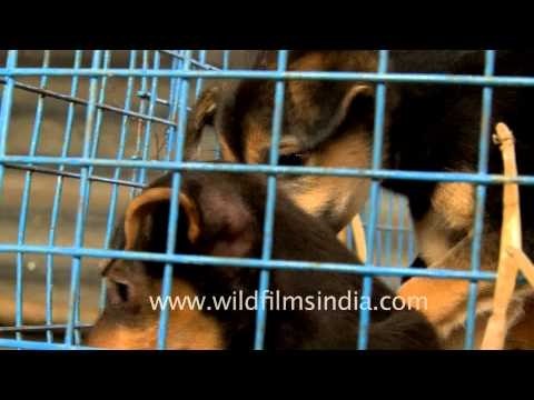 Puppy stall in Sonepur Cattle Fair, Bihar