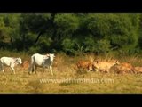 Antelope mixing with cows: perfect recipe for disease spreading to wildlife