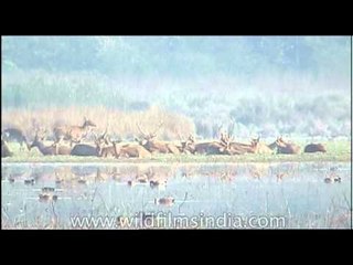 Barasingha or Swamp deer hanging out