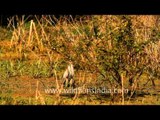Grey Heron in Bharatpur