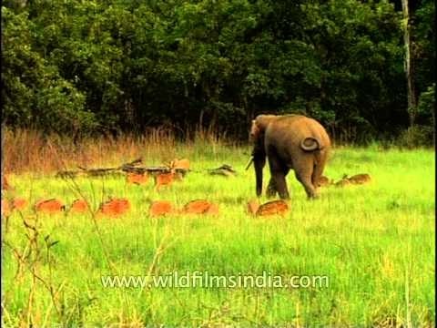 Indian elephant passing through the green fields in Jim Corbett National Park