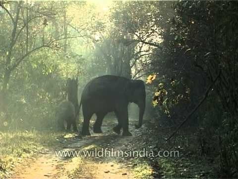 An Indian elephant enjoying mud bath at Jim Corbett National Park