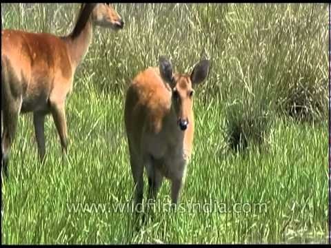 Barasingha grazing in the wilderness