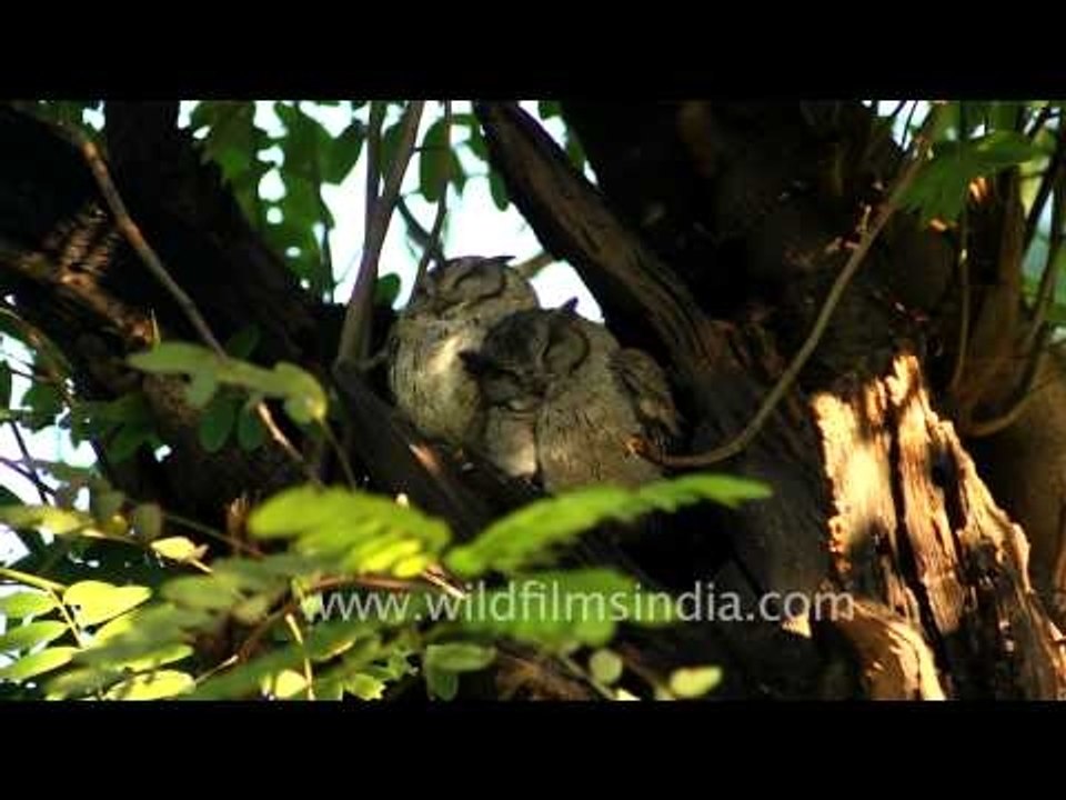 Indian Scops and not Collared Scops Owls in Bharatpur!
