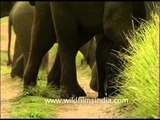 Asian Elephants Family