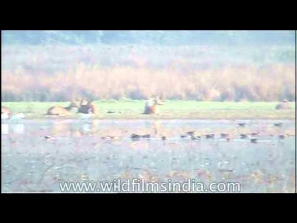 Where there's water there is life -  Barasingha grazing!