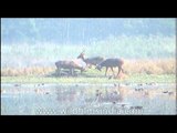 Locking horns - Indian Swamp deer stags in a fight.