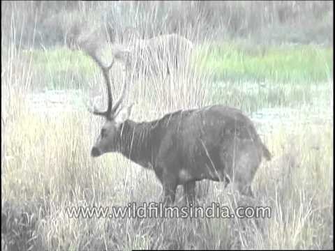 Lone Barasingha grazing in the wild grasslands of India