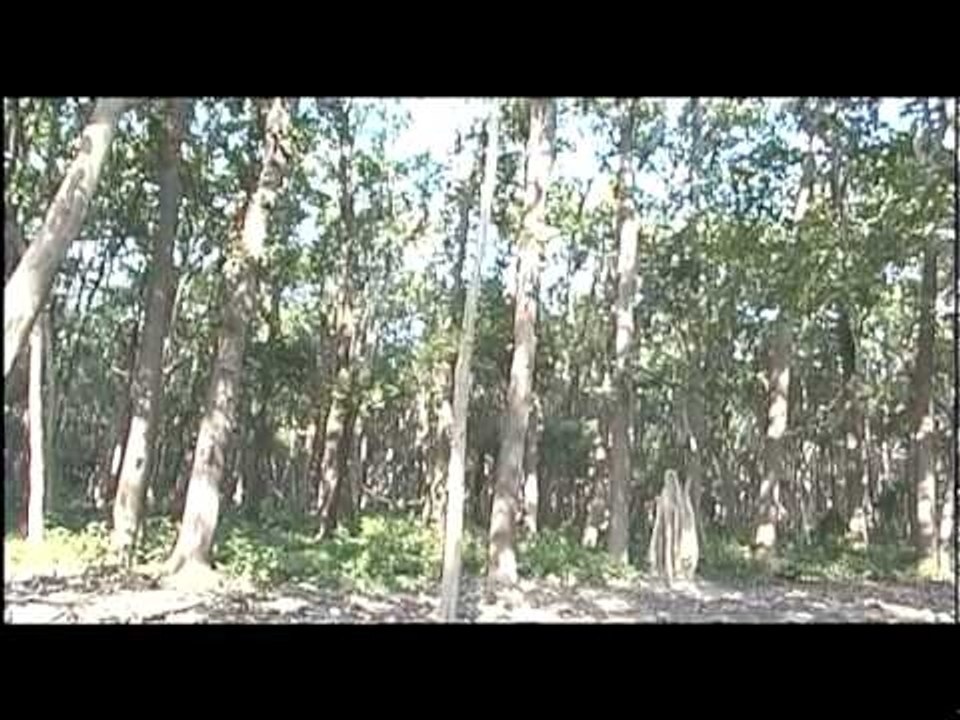 Dudhwa: A forest of dense Sal trees