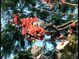Flame-of-the-forest tree in full bloom