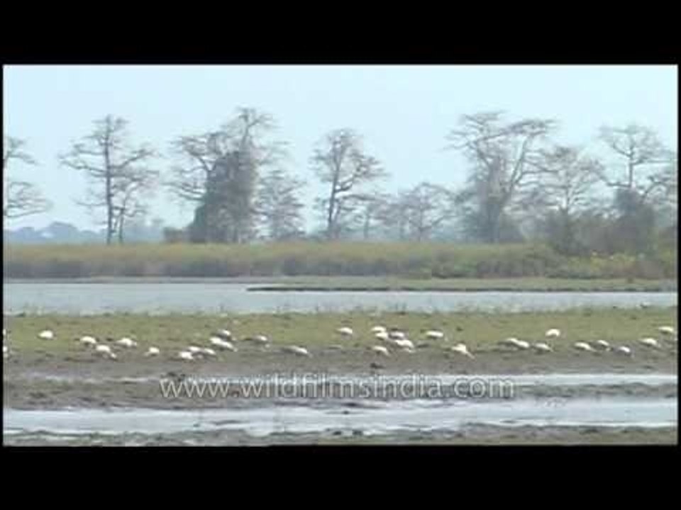 Bird dvd 84 1