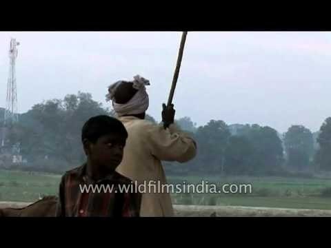 Goat rearing the old fashioned way: Madhya Pradesh, India