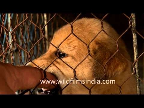 Caged puppy for sale at the Sonepur Cattle Fair, Bihar