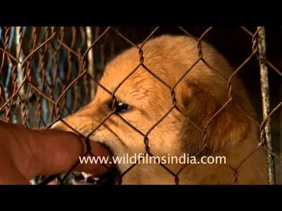 Caged puppy for sale at the Sonepur Cattle Fair, Bihar