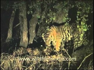 Cubs enjoying meal with Tiger mom