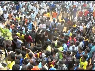 Jallikattu - raging bulls on the run