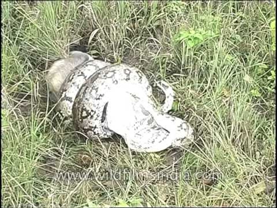 Indian Python eating Langoor!