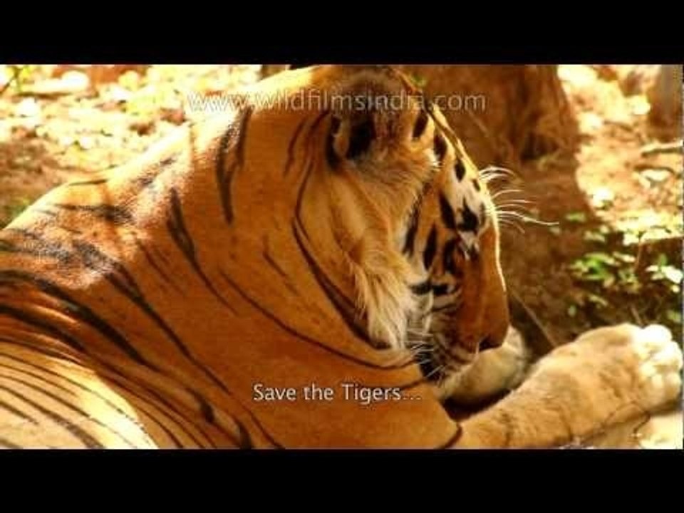 Save the few remaining tigers!