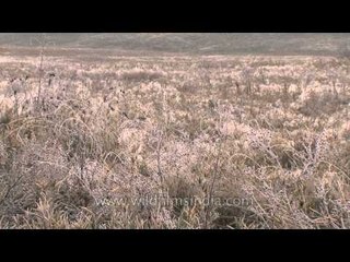 Panoramic view of the dazzling Dzokou valley, Nagaland