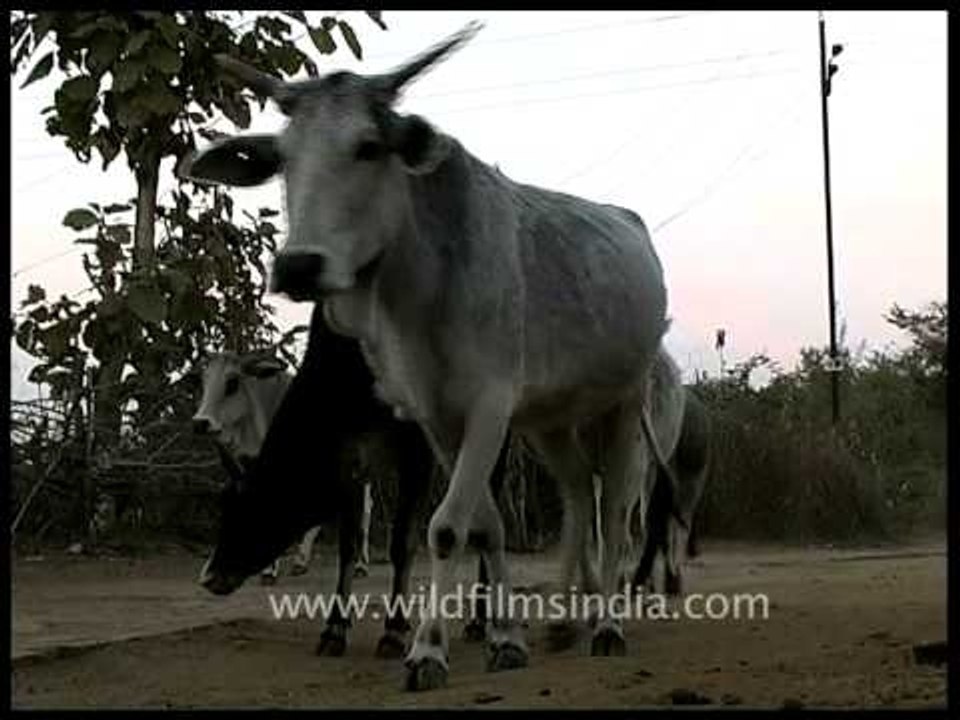 Livestock rearing is a means for sustainable livelihoods in rural India, Madhya Pradesh