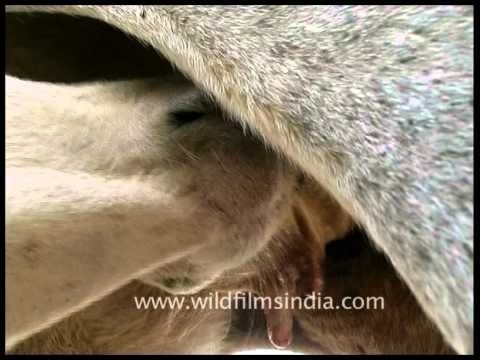 Cattle rearing: Major means of livelihood in rural Madhya Pradesh