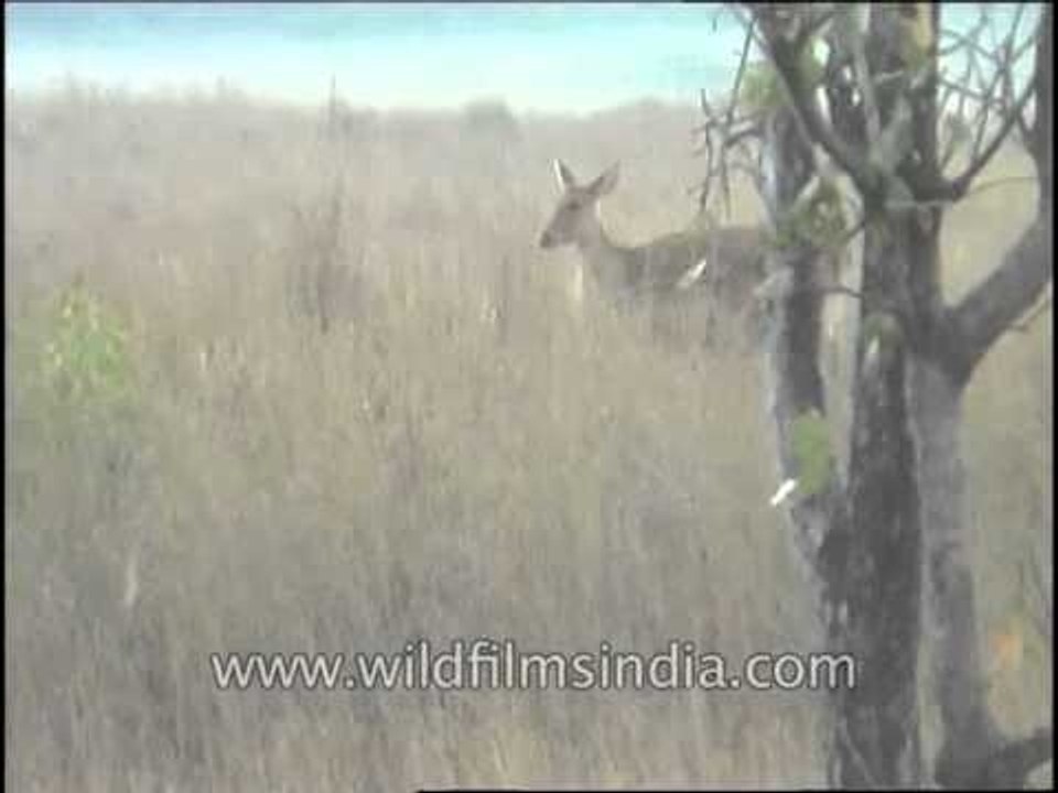 Barasingha (swamp deer) grazing