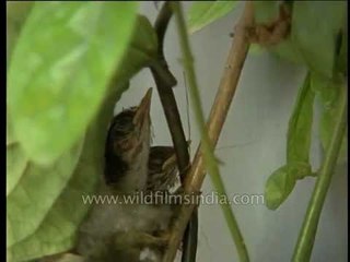 Tailor Bird at its pendulous nest