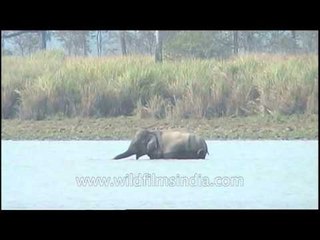Elephants fishing in India - rare footage